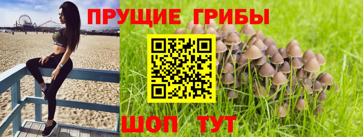 Бор  Псилоцибиновые грибы мицелий  Вход с VPN  Псилоцибиновые грибы GOLDEN TEACHER 